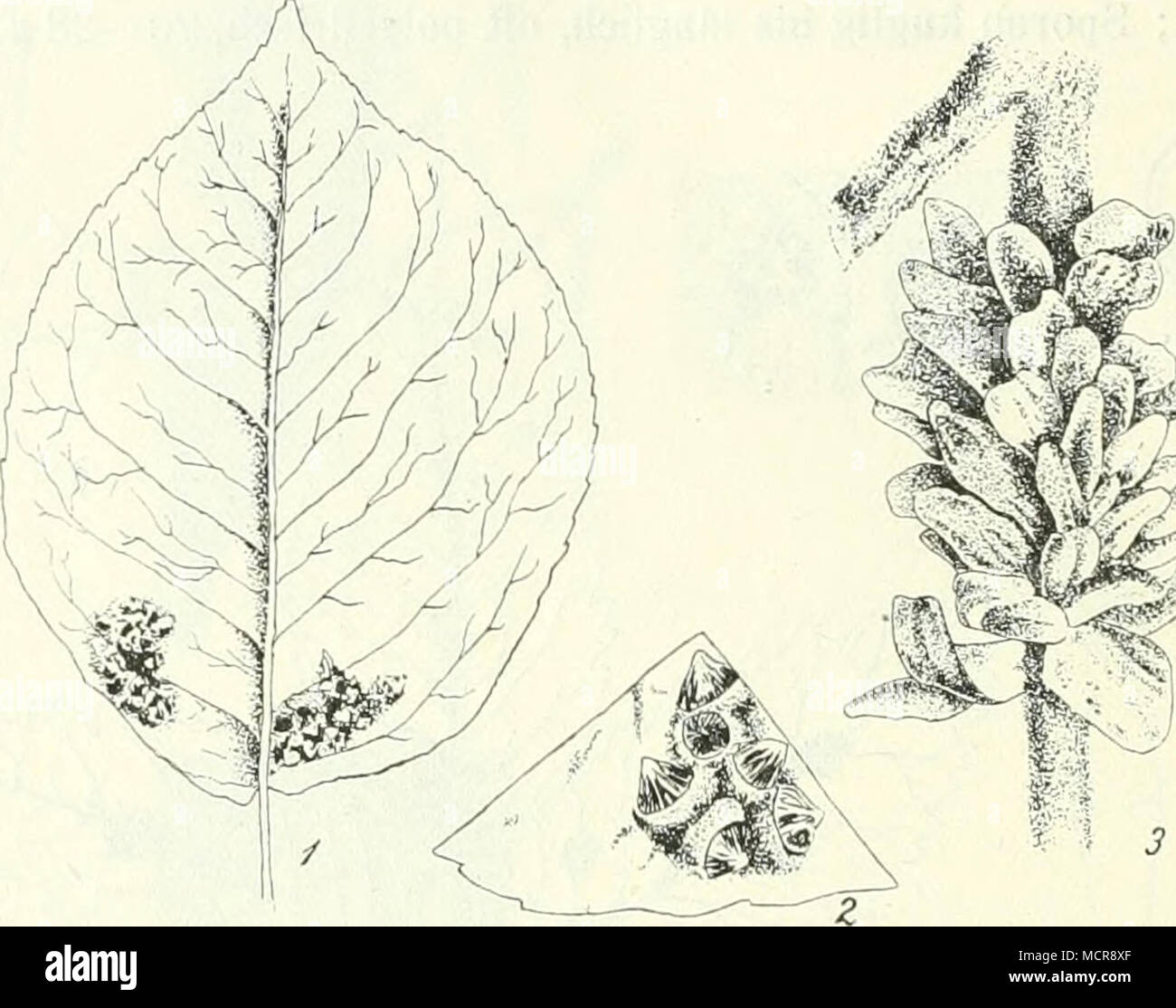 . Abb. 33. Gymnosporangium Sabinae. 1. Aecidien Biinenblättern auf. 2. 3 Teleutosporen-Fruchtkörper vergrössert Dieselben, Junipeiiis in Sabina. (Nach Dietel). dickwandig, 22 - 45 ji lang, 17-30 ft breit, l&155;eiderseits verjüngt konisch, bei der Querwand eingeschnürt schwach ; Membran mehr oder weniger Braun, dans Keimporen jeder Zelle 4. Von Aecidien Srpanj auf Blättern seltener und von Früchten Pirus communis : Sehr verbreitet ! Teleutosporen Aesten auf von : Juniperus sabina verbreitet Les. Dans Teleutosporenmycel überwintert das den Aesten, die dicker werden ; jedes Jahr werden auf den infizi Banque D'Images