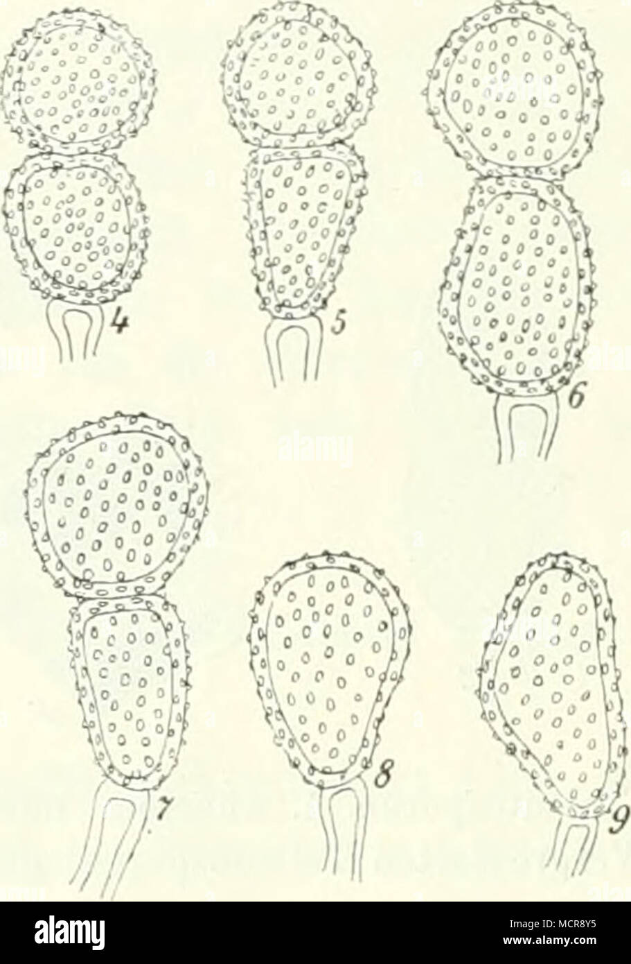 . Abb. 28. Von Teleutosporcn Purcinia PuhatiUae ellipsoidisch. dunkelbraun ; Sporen bis länglich, abgerundet beiderseits schwach und verjüngt Querwand, bei der schwach eingeschnürt:3, i-54 ft lang, 18-27 ." breit, kastanienbrauner feinwarziger mit Stiel, Membran, zart, farblos, abfällig, donc laug kürzer oder als die Spore ; Keimporus Basalzelle dans von der Lage von der Querwand bis zum Stiel, mit beide dicker, hyaliner Papille. Avril Mai auf im und anémone : Sobochleben Marsclien und bei Teplitz (Wiesbaur). Ich habe keine Belegexemplare gesehen. Nach der Mitteilung Banque D'Images