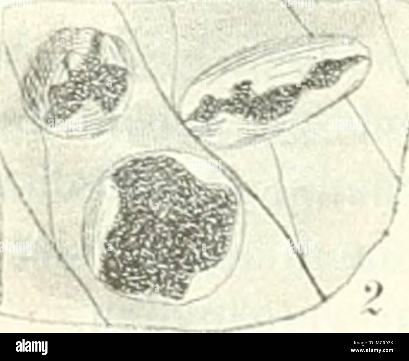 . Abb. 11. Uromyces TriMli. 1. Trifolium hyhridum mit dem Pilze. - 2. Teleutosporenlager Tergrössert Stark. (Nach Dietel.) Banque D'Images