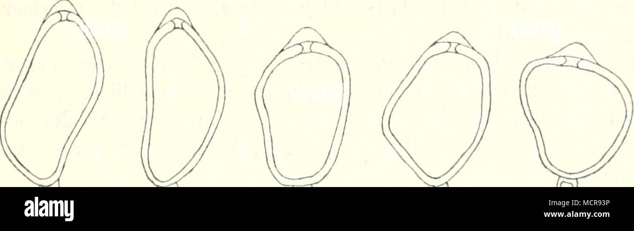 . W m^ mis um 1(1 s'ABB. 0. Von Kabatianus Teleutosporen Uromyces Géranium von renaici Aecidien blattunterseits iii/rundlichen gelblichen auf, Vacances rundliche Gruppen bildend, dichtgedrängt Pseudoperidien halbkugelig quelques zu, später löcher- förmig geöffnet. Pseudoperidieuzellen gleichmässig verdickt. Aecidiosporen kuglig eiförmig oder und zwar polygonal, ellipsoidisch orangegelb oder, länglich, 24-33 (j lang. 18-26'5 ^ breit, mit, gelblicher dicht- und feinwarziger Membran. Uredolagev blattunterseits auf gelben vacances kreisförmig gruppiert, selten zerstreut, chokoladenbrann staubig, Ure ; Banque D'Images