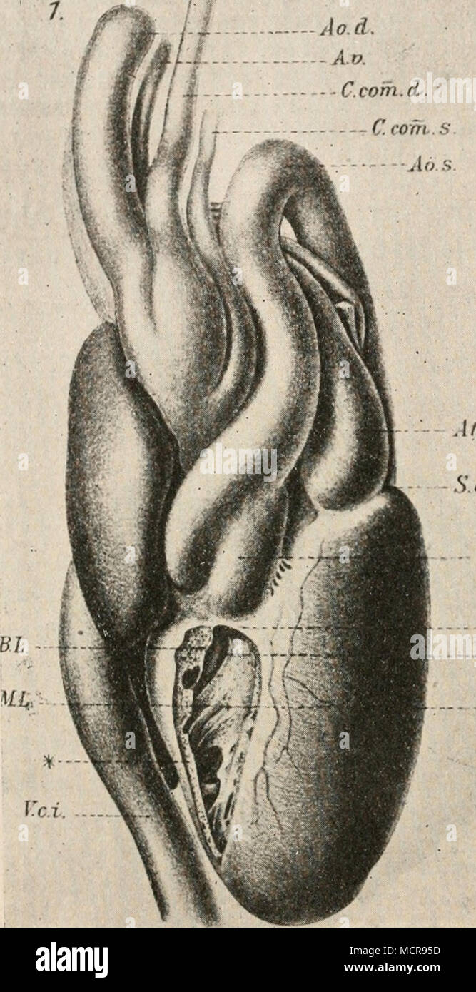 V N C P M Fig 12 Ansicht Von Ventrale Des Herzens Boa Constrictor Greil Nach Ao D Aorte Dextra Ao S Aorte Sinistra A S Editeur De Vorhof Carotis