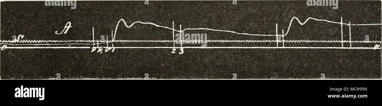 Fig 405 Kurve Des Acrtadruckes Haus Hunde Nach Hiirthk O