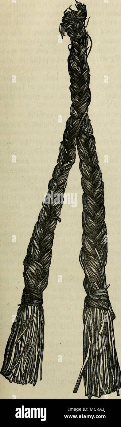 . Phleum alpinum, i. (Isl. Foxgras löugras :,, Refshali Puntr,). Kommt überall scandinavien dans Gebirgsgegen- den höheren dans Varanger-Fjord Ost-Finmarken dans bis auf und vor de l'île. Im nördlichen Norwegen steigt sie, wie die meisten Gebirgspflanzen, ganz bis ans Niveau des Meeres hinab, Distrikten dahingegen in den südlichen kaum unter 6-800" (188-250 m) ü. d. M. Auf den Gebirgen geht diese Pflanze eben so fast hoch, wie die Stéphane- rogame jamais la végétation. Dans höheren Gegenden, Timothygras fortkommt wo das nich, würde es sich gewiss lohnen Phleum alpinum als Futterpflanze anzubauen. Es ist mir Banque D'Images