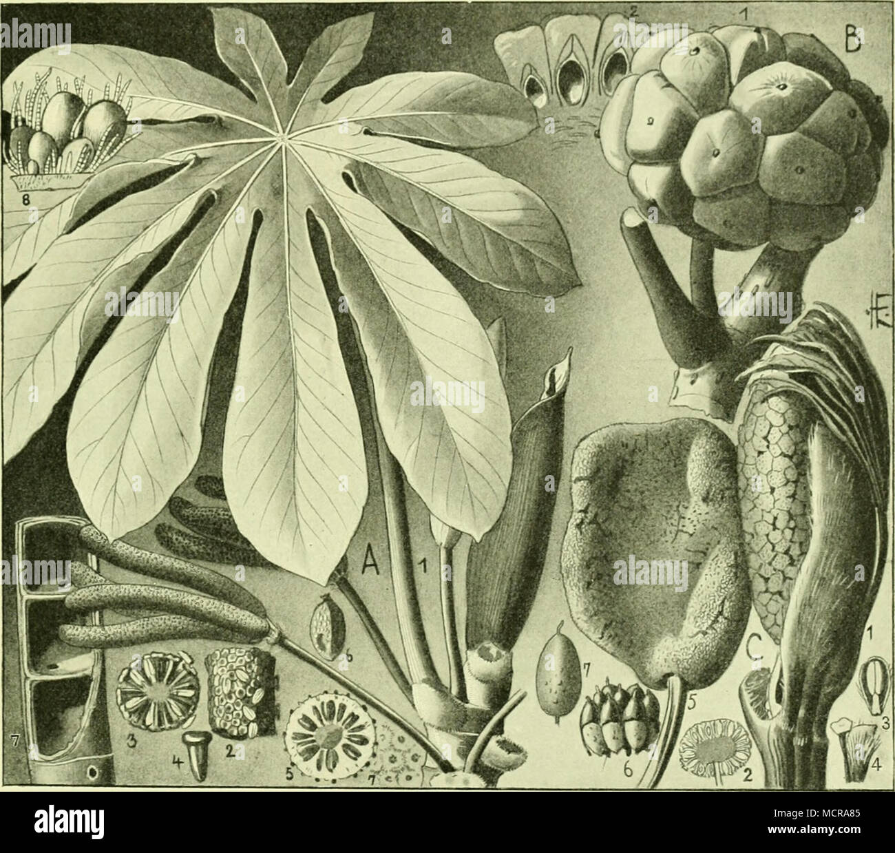 St66 153 A E G E 11 O P F G E Liui Cfj F E Cconocephaloideae A Cecropia Palmata 1 3 J Mannt 9 Mit S3 Iitenfta En 2 Mannt Eine Seit