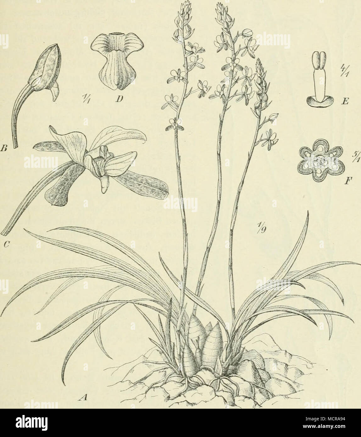 Fig- 3I4. Lissochilus Krebsii Rchb. f. Un ganze Pflanze ; B Knospe ; C  Blüte geöffnet ; D Labelle ; E Pollinien^/ mit pied ; Querschnitt des  Fruchtknotens. - B-F nach