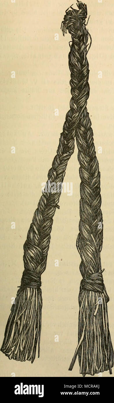 . Phleiim alpin um, L. (Isl. : Fourjras lüugras Refshali,,, Funfr). Dans Xoninit überall scandinavien dans Gebirgsgegen den höheren- Ost-Finmarken Varanger-Fjord ui bis auf und vor de l'île. Im nördlichen Norwegen steigt sie, wie die meisten Gebirgspflanzen, ganz bis ans Niveau des Meeres hinab, Distrikten dahingegen in den südlichen kaum unter 6-800" (188-250 m.) ü. d. M. Auf den Gebirgen geht diese Pflanze eben so fast hoch, wie die Stéphane- rogarae jamais la végétation. Dans höheren Gegenden, Timothygras fortkommt wo das nich, würde es sich gewiss lohnen Phleum alpinum als Futterpflanze anzubauen. J'ai es Banque D'Images