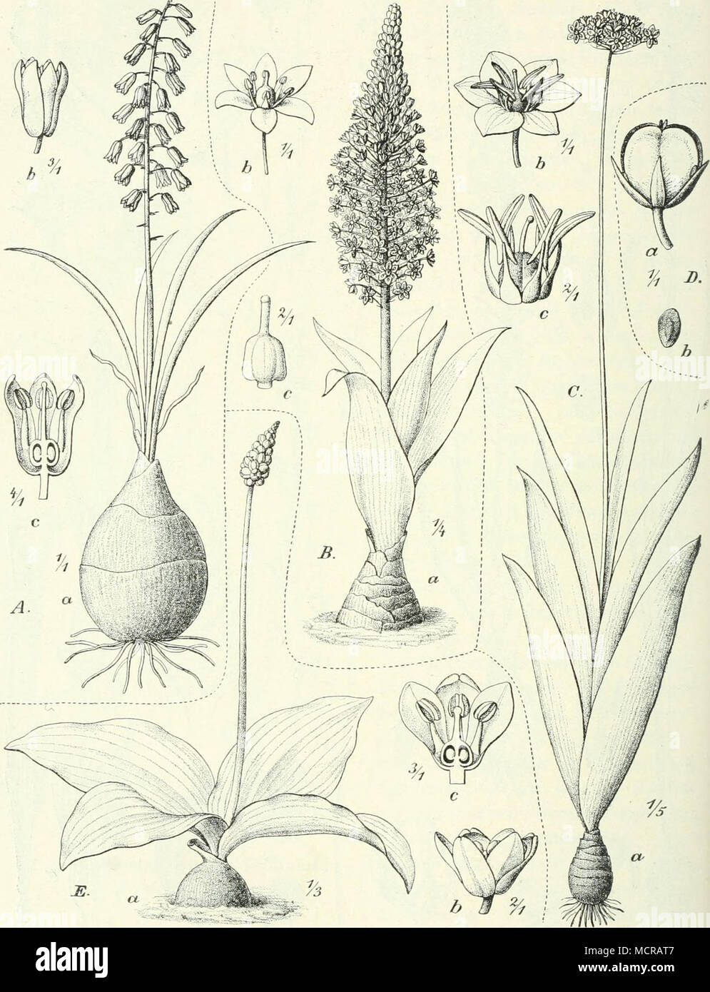 . Fig. 206. Un Scilla edulis Engl. (Djur Zentralafrika). B Sc. natalensis Planch. (Natal, Transvaal). C Ornithogalum excelsum dans Lydenbnrg Diels (Rhône-Alpes). D O. longibracteatum Jacq. (Ukamba, Ostafrika). E Drimiopsis Holstii Engl. (Gebirgsland Usambara,). - Original. Banque D'Images