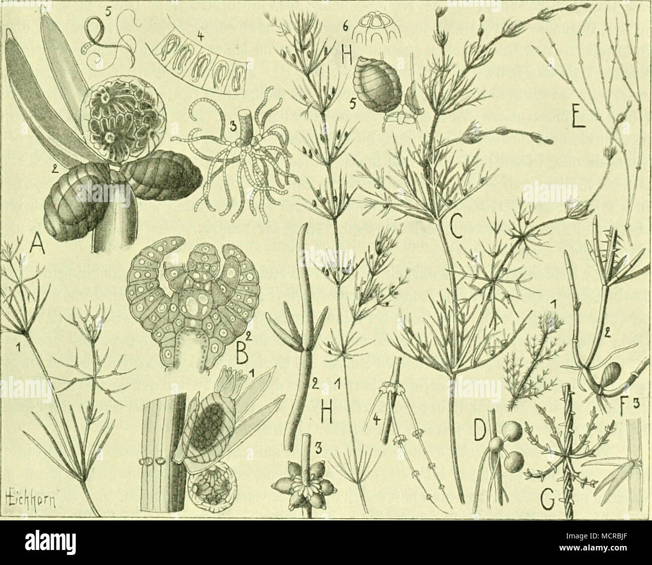 . 3, paragraphe 66. 11 : 5^tcvalgeit vnileiti[(Characeae). Un Nitella flexilis : 1 §^6'''"3 ; 2 Spvoffeg nerar beä Seit (jtuei sötätteni.) mit einem, 2tit.- = tt)eribiiimunb3ii)CO3onteii ÜJiumibvium fpcrmatc ; 3^ cencn Jvfibett mit ; 4'3 fpermalogcnen Jcil ciue abcii§ ; 5 5md1 penuat03oib. Ohara B fragilis : 1 Slntfjeri^ biiim II. Dogonium ; 2i.'äng9s )d)uitt burd) bic. Gitbtitofpe (" Foetiila §abiül Ghana :§. Ohara D SBurjelfnöIIs^aspera : c fr. Ohara jubata : E §§ aBitu. P §1 Ohara crinita : aMtu§^enbcä Spro bti ; 2 fteimpflanse SGorJeim mit ; 3 ?lIottbilbung. G : ceratophylla Ohara Seit beä ©proffeä. H Tolypellopsis Banque D'Images
