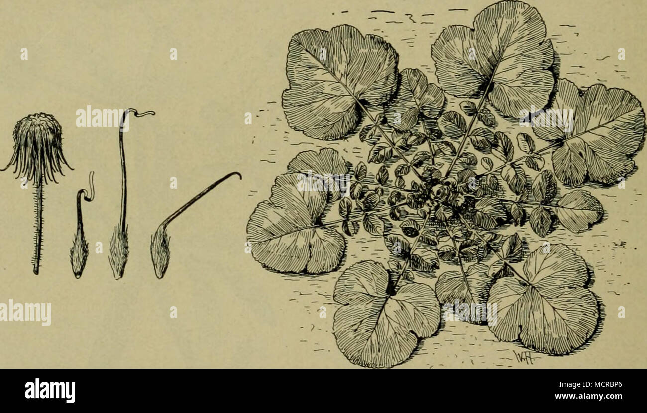 Fig. 34. Geum urbanum. Nelkenwurz. Liens Früchtchen, nach Abbrechen. hakig  Griffelglicdes des oberen 156 Blattrosette. Schmeil (Aus.) Bild etwas. Sind  die Schafe Hauptbenutzer, donc wird der Bestand von kurzbleibenden  rasenbildenden Pflanzen