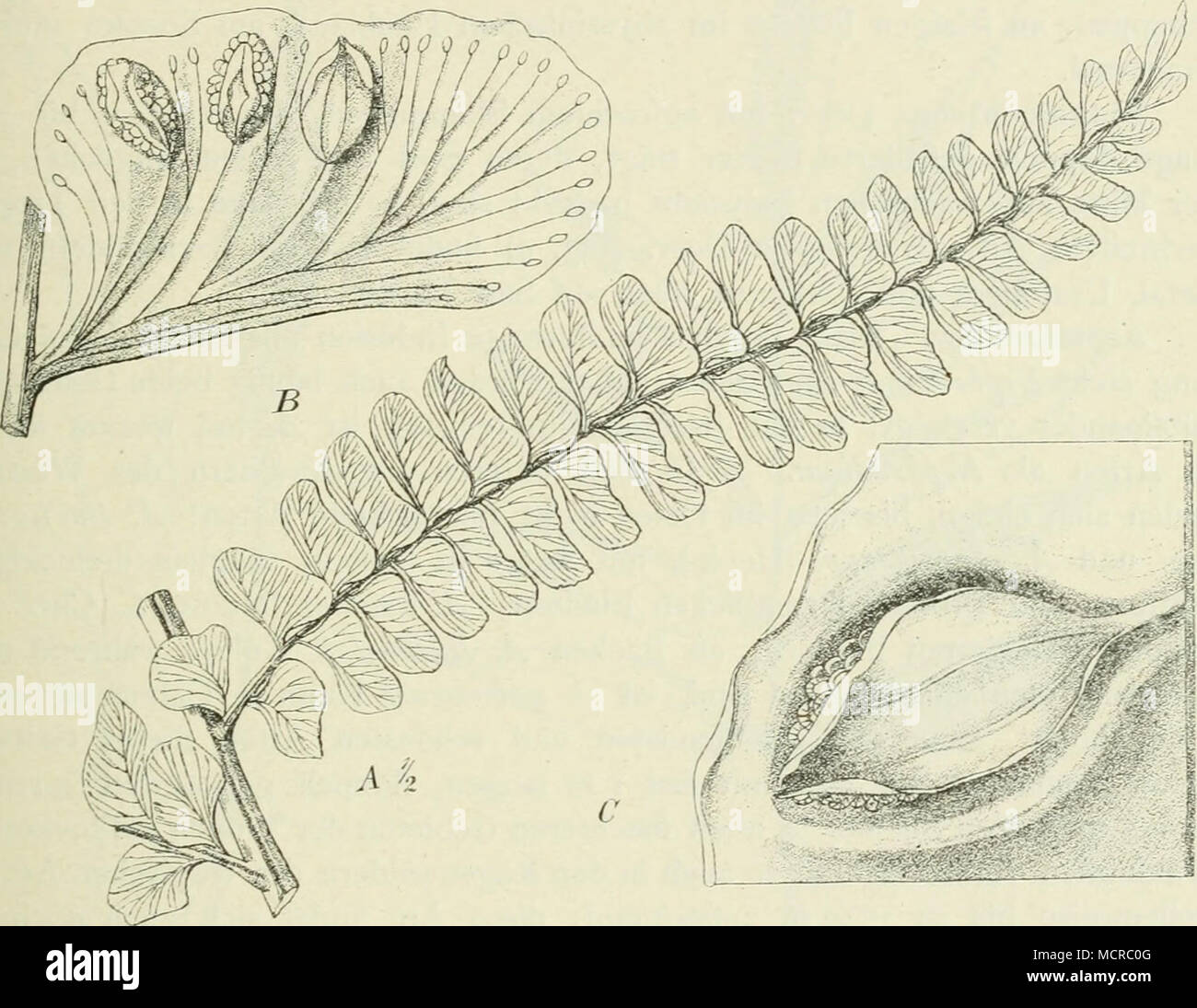 . Fig. 9. Didymochlaena lunulata Desv. Un Fieder I. aus der oberen Région eines B. ; B Fieder IL Aderung und sore sore ; C'indusie mit den Höhenwald. übergehen, donc entre le N. Giieinzianmn obhisi lobimi- verwandte N. (Desv.) ( = A''. marangiiensc Hieron.), von bis zum Kilimandscharo Natal (2100 m) et en Kamerun, ferner das nicht bloß dans Afrika und von Sccotra Kapland Abyssinien bis verbreitete, sondern auch auf den Comoren, Maska- renen, Kapverden, Kanaren und dans vorkommende nwlle Algerien N. (Jacq.) R. Br. aus der Sektion Gonioptcris. Doppelt oder dreifach gefiederte Blätter finden wir bei dem Banque D'Images