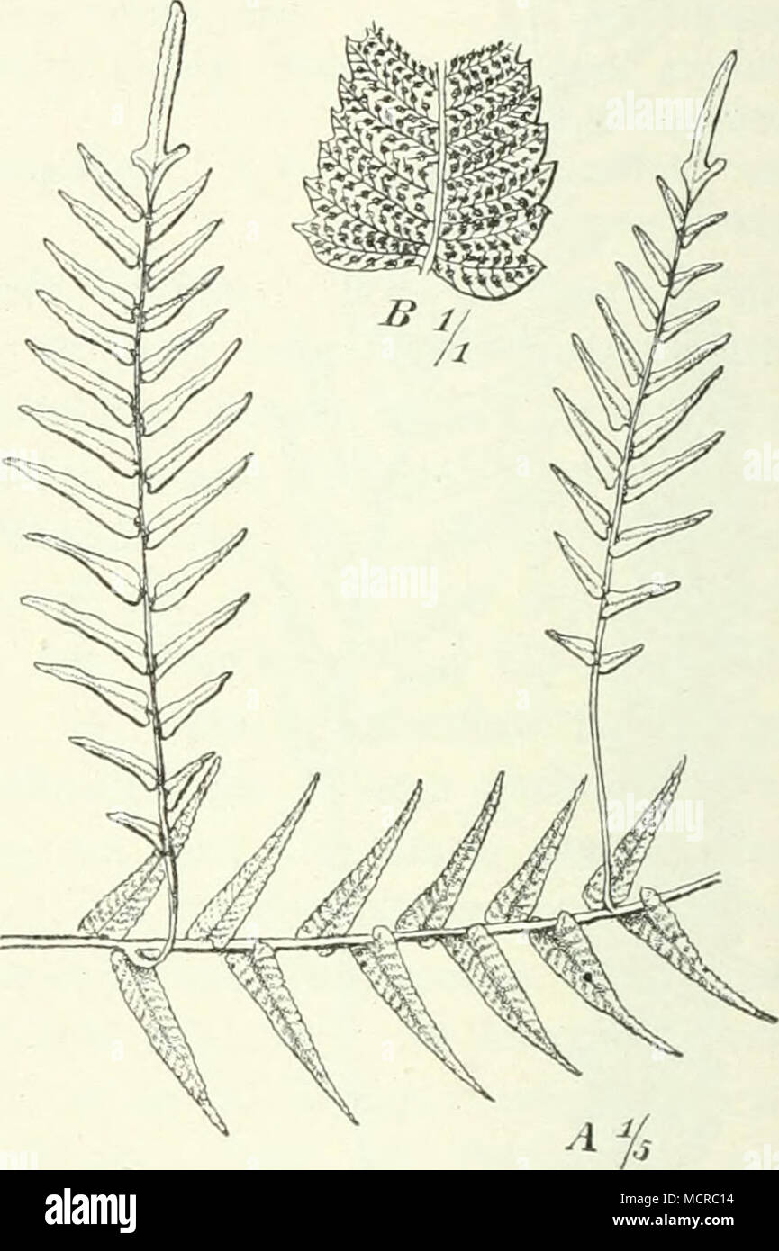 . Fig. 7. Totta Nephrodium (Willd.), Diels Kilimandscharo. Fig. 8. Nephrodium proliferum (Ratz.) clés, Natal. verbreitete A". catopteron (Kze.) Hook., dem auch noch ein paar auf Reunion beschränkte Arten. aquilinoidcs^ (un Desv. und N. Hcllianmn (payant) Hieron. syn. A". siibglandulosum (Mett.) Bak. 1 nahestehen. Kräftig sich besonders erledigt N. veiiuloswn. Crochet, welches une einem kurzen Stamm bis 2 m lange, einfach gefiederte Blätter trägt ; es ist dans VVestafrika von bis Togo Gabon verbreitet und findet sich auch in den Bergwäldern Ostusambaras üppigen. 10 cm hohe Stämmchen besitzt au Banque D'Images