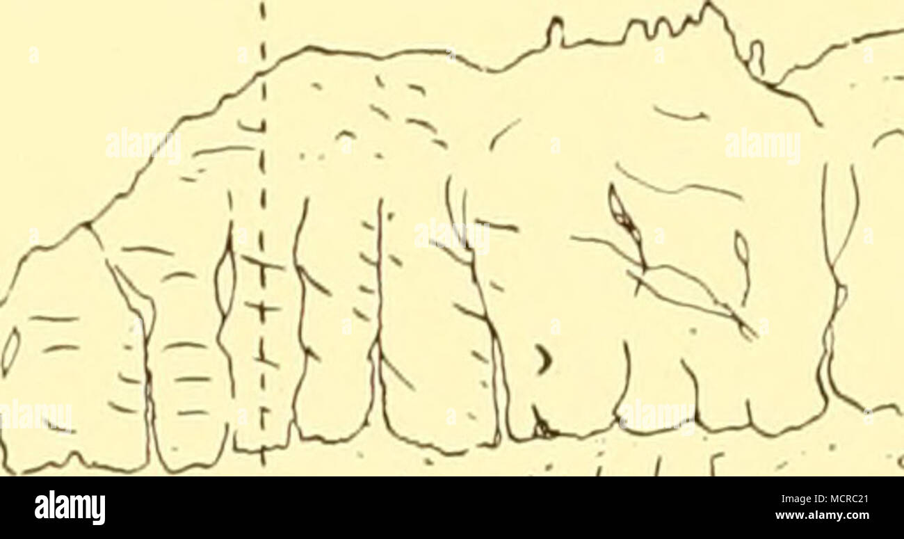 . ^//^&gt ;' Banque D'Images