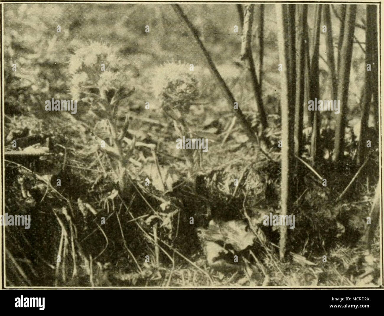 . Kirchen. Abb. 112. Petasites albus inri Walde des Odergebirges bei Leipnik en Mähren. (Nach einer Aufnahme von Pr. J. eipnik Nabelek, I..) Ähnliche Verhältnisse zeigt die auch in der Umgebung von Végétation Mährisch-WeiSSkirchen. Hier kommen in den Wäldern Carex, silvaiica ^^^^l^}^» Fesluca silvalica, Lilium Martagon, Cephalanthera alba, Cardamine bulbifera, Aconilum glulinosa Vulparia, Salvia, Pirola uniflora, P. secunda, P. rolundifolia, P. chlorantha, Vaccinium Myrlillus Phyleuma, spicatum, Prenanthes purpurea usw. vor, die Wiesen Orchis schmücken, Moria 0. laiijolia, Ranunculus acer, moi Banque D'Images