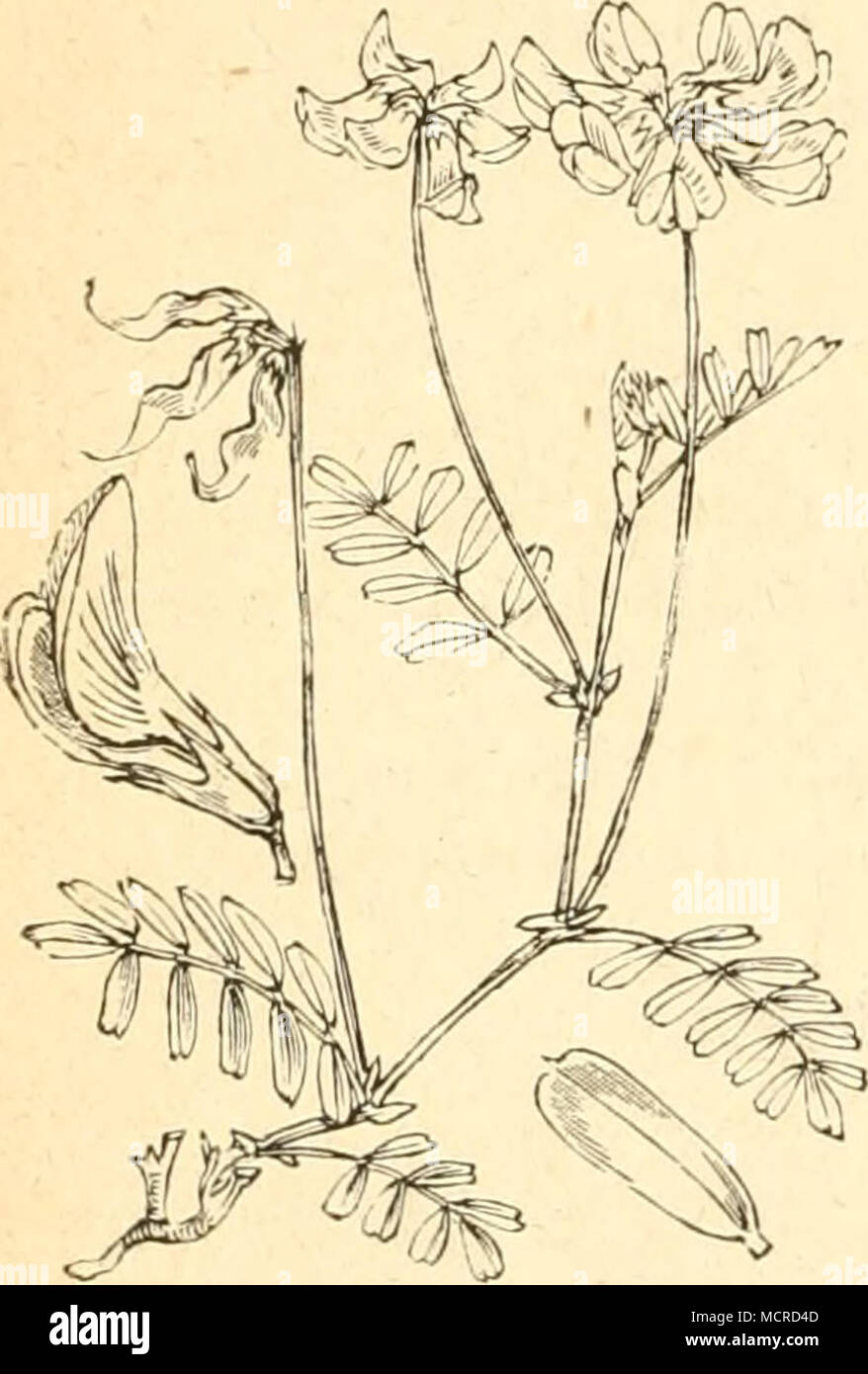 Hippocrepis Comosa 23 Gattung M Wicke Saubohne Vicia A K A F E R R Bruchus Pisi L Siehe Cytisus 2 Bruchus Granarius L Die Larve Lebt Nach Den Hul Dans