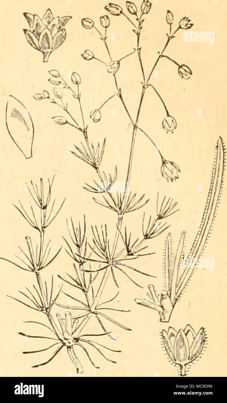 . 16. Gattung. Nagelkraut. Polycarpon. Spergula arvensis. XII. Familie. Portulakgewächse. Portulaeeae. 1. Gattung. Montérégie, Quellenkraut. Le Montia. 2. Gattung. Portulak. Portulacca. XIIL Familie. Tännelgewächse, Elatinaceae. 1. Gattung. Tännel. L'Elatine. XIV. Familie. Tamariskengewächse. Tamaricineae. 1. Gattung. Tamariske. Le Tamarix. a. Käfer. 1. Stylosomus Tamaricis, Suff. Der kleine Blattkäfer wui'de von Frauenfeld auf der Tamariske gefunden, ohne dessen est frühere Stände zu entdecken. Banque D'Images