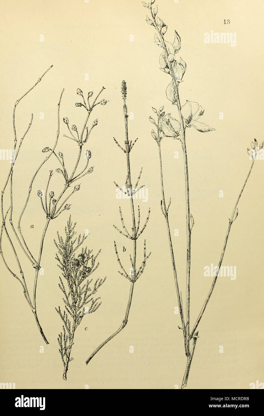 A,bb. 2. Xerophil gehaute Pflanzen mit starker Reduktion der Laubblätter  Ephedra distachya. a. Die Blätter sind auf den Stengelknoten gegenständige  Schüppchen un reduziert Equisetum palustre, b Den Laubblättern gezahnten «  StengelFcheiden