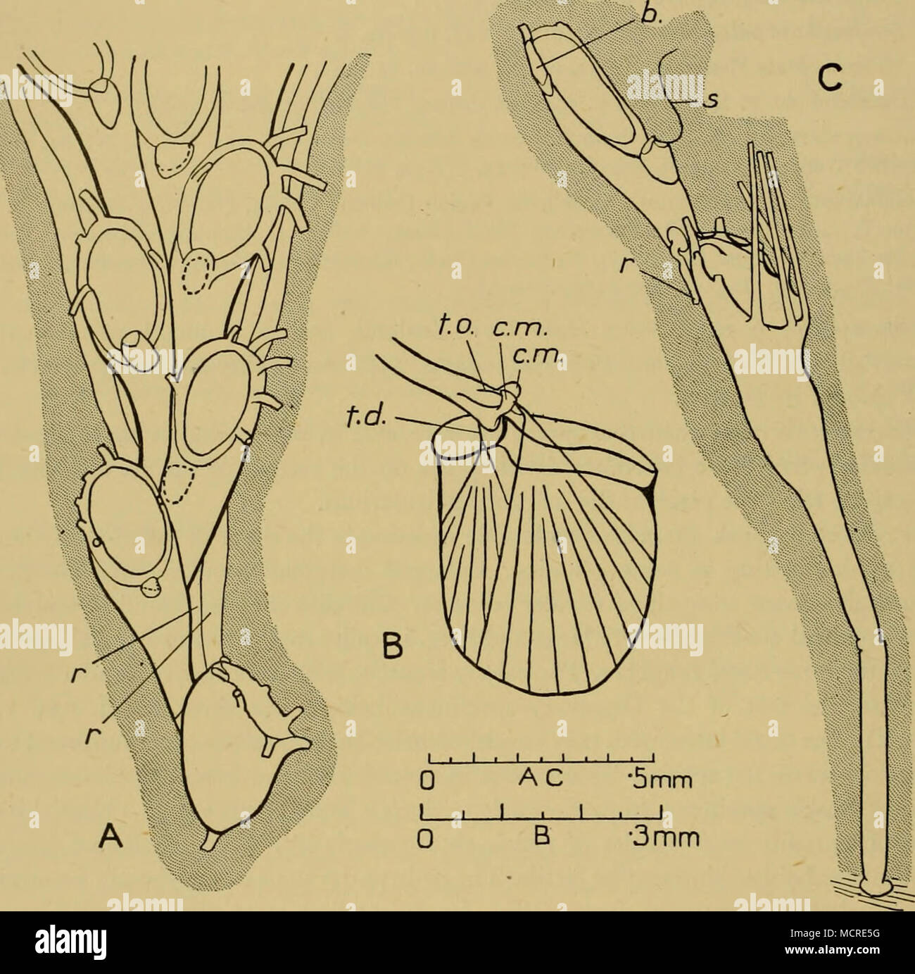 . Fig. 6. A. Menipea patagonica Busk. 99.7.1.715 (Collection Eaton), Kerguelen. Jeune colonie avec ancestrula, tirées d'un échantillon sec vu par' la lumière réfléchie. Cistus salviifolius B. M. Busk. WS 84 St., îles Falkland. Pour afficher la musculature de avicularium frontale. C. M. Cistus salviifolius Busk. St 1563, l'île Marion. Zooecium Ancestrula et premier. b. bud, cm. de condyles mandibule, r., 5 radicelles. seta, t.d. tendon du muscle, divaricator occlusor t.o. tendon du muscle. Busk (1879, p. 194) a enregistré des spécimens de cette espèce comme Cellularia cirrata (voir p. 332). Description de l'Hasenbank Menipea et figure de Banque D'Images