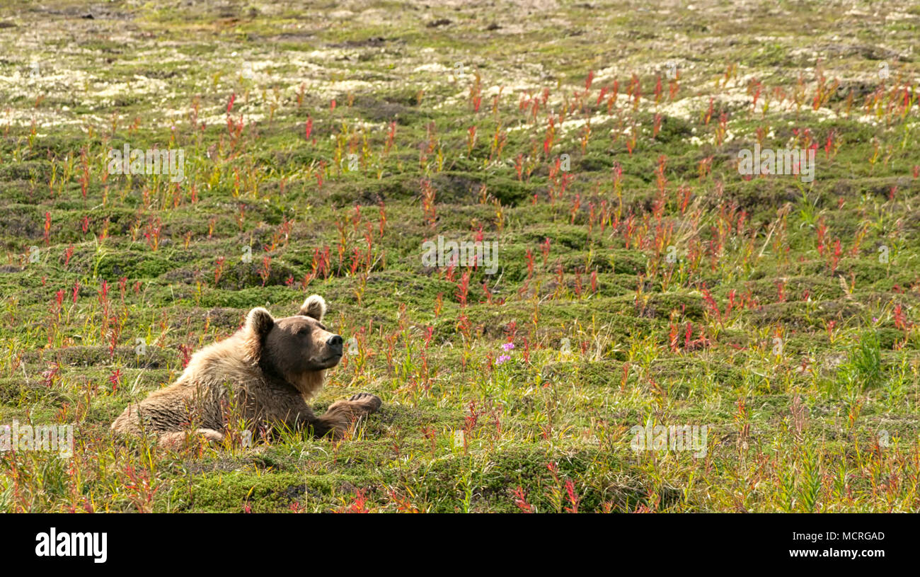 Un gros ours brun reposant seul dans un champ vert dans la péninsule Katmai, Alaska, à la lumière du jour. Low angle shot Banque D'Images