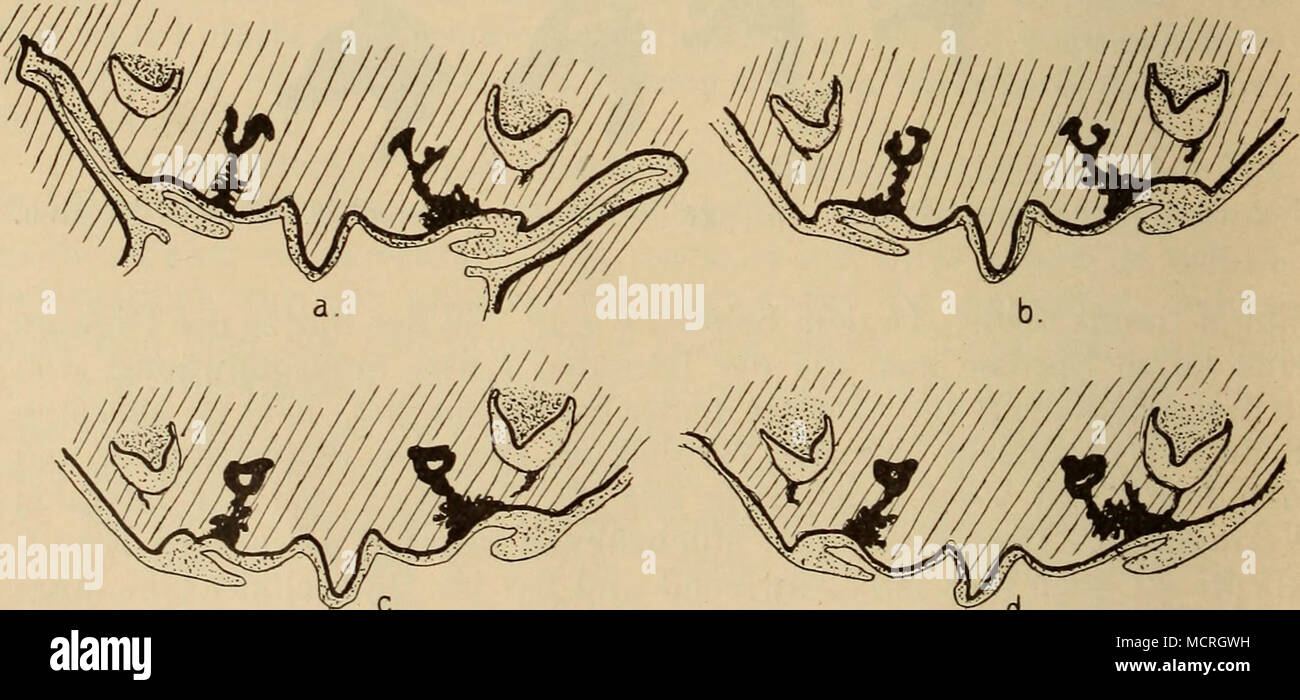 . C. ^d. Fig. 33. L'homo. Serie E. Anlage der oberen medialen bleibenden. Schneidezähne zur Genüge lösen. Cette figure gibt vier aufeinander ces Schnitte wieder durch die Anlage des oberen permanenten medialen Incisivus vom menschlichen embryon, Serie E. Die Zahnleiste bildet eine Menge Banque D'Images