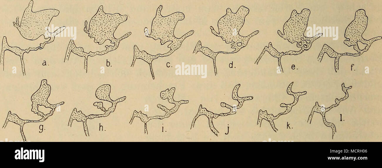 . Fig. 13. L'homo. Serie E. Anlage des oberen m2. der Bildung des organes gleichen Anteil als die eigentliche. Zahnleiste Das Schmelzorgan bukkalen steht mit seinem Teil zur lateralen Schmelz- leiste dans ganz wie der Beziehung zu erleichtern linguale Teil zur eigentlichen. Zahnleiste Das ist der Schmelzorgan Primaten pièce daher nicht als eine Einfachbildung Doppelbildung, sondern als eine zu betrachten. Man muß sich, dass die denken zur Hälfte bukkale lateralen Schmelz- leiste, die zur Hälfte linguale dans Zahnleiste engerer genetischer Être- ziehung steht. Letztere für Behauptung bis jetzt ist noch ke Banque D'Images