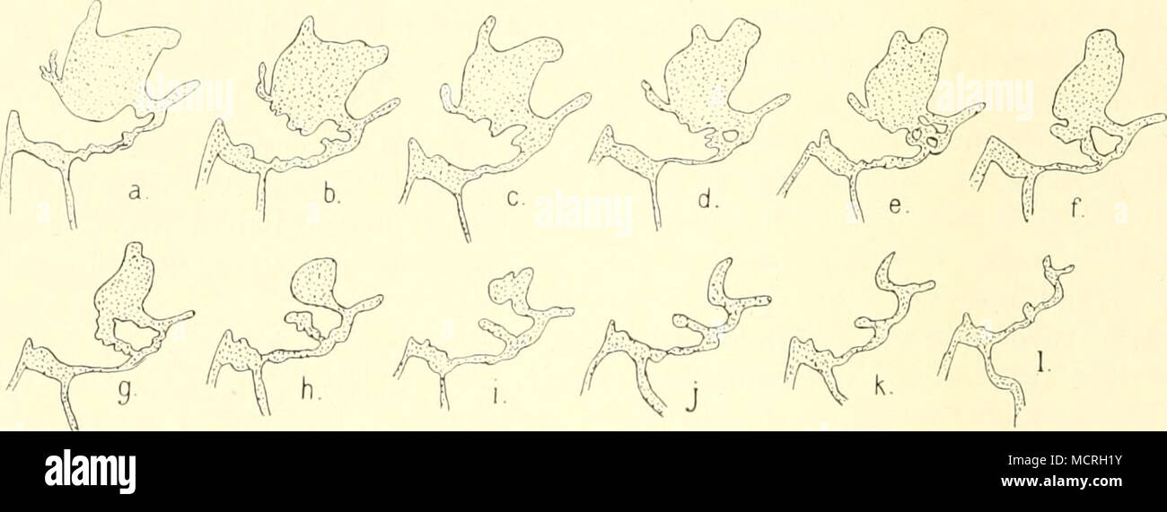 . Fig. 13. L'homo. Serie E. Anlage des oberen w.,. der Bildung des organes gleichen Anteil als die eigentliche. Zahnleiste Das Schmelzcrgan bukkalen steht mit seinem Teil zur lateralen Schmelz- leiste Beziehung zu erleichtern ganz dans le Zahnleistc Hnguale Teil zur eigentlichen. Das ist der Schnielzorgan Primaten pièce daher nicht als eine Einfachbildung Doppelbildung, sondern als eine zu betrachten. Man muß sich, dass die denken zur Hälfte bukkale lateralen Schmelz- leiste, die zur Hälfte linguale dans Zahnleiste engerer genetischer Être- ziehung steht. Letztere für Behauptung bis jetzt ist noch k Banque D'Images