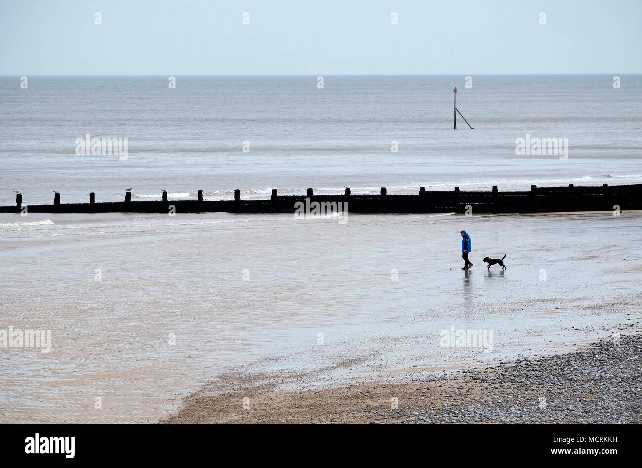 L'homme promenait son chien sur la plage de Cromer, North Norfolk, Angleterre Banque D'Images