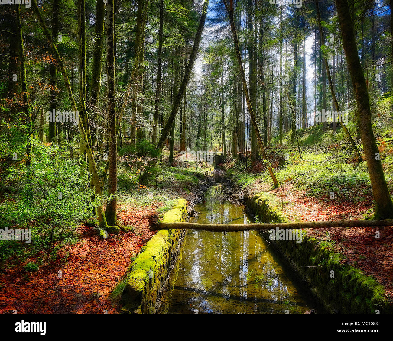 DE - La Bavière : le printemps dans les bois autour de Schloss Hohenburg près de Lenggries (image HDR) Banque D'Images