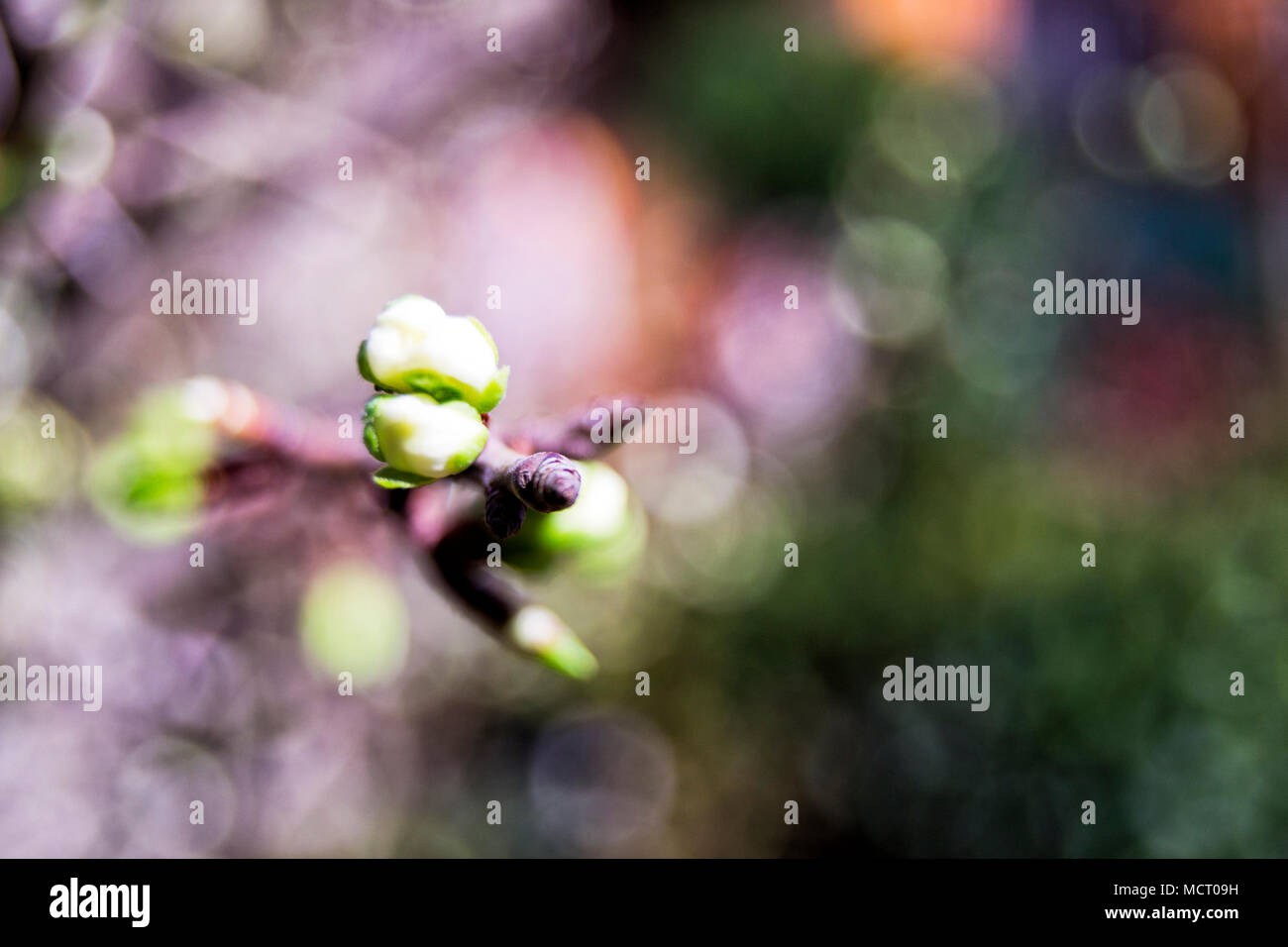 Soft focus de greengages prunes fleurs blanches s'épanouit avec l'arrière-plan flou - Prunus domestica italica, Rosaceae, Rosales Banque D'Images