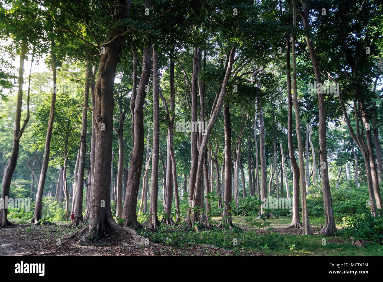 Forêt subtropicale à Havelock island Îles Andaman et Nicobar. L'Inde. Amazing arbres de la période jurassique. D'énormes arbres tropicaux, exactement la même Banque D'Images