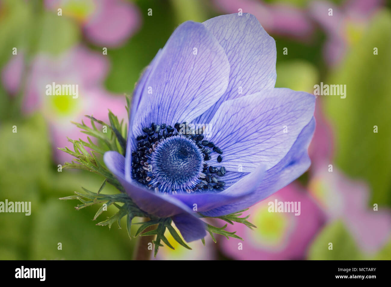 Un seul (windflower Anemone coronaria, groupe de Caen) fleurit sur une journée ensoleillée d'avril, avec un arrière-plan flou de primevères roses et feuillage vert. Banque D'Images