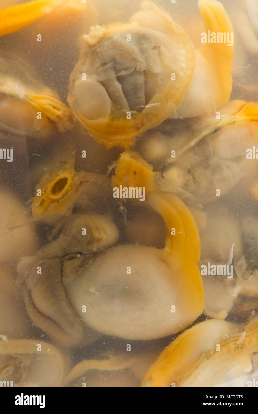 Les coques Cerastoderma edule, dans un bocal, dans le vinaigre marinés acheté dans un supermarché en Angleterre UK GB. Banque D'Images