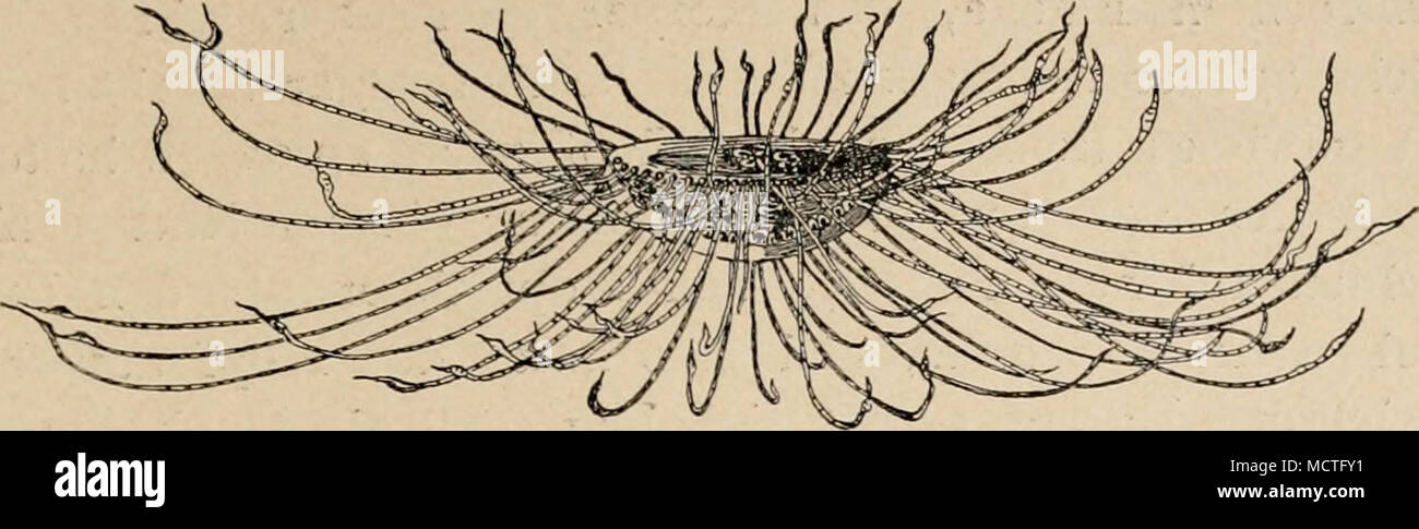 . Fig. 120. Dans Gotiionemus, umgekehrter Stellung mit weit ausgelegten dix- takeln treibend abwärts. Perkins (nach der Umgebung 19031. Dans aus inneren Ursachen hervorgehen können. 2. Die zum Beibehalten einer gegebenen Stellung erforder- Conditions de lichen. Selbstwendungsreaktionen usw. Hydra und die Seeanemonen suchen eine bestimmte Stellung beizubehalten ; habitually findet man sie bei frei beweglichem ruhig mit dem Kopfende festsitzen fusse. Gewöhnhchen Stellung von dieser heißt es oft, dass sie auf einer Reaktion auf émiettement oder Kontakt oder auf einem anderen Reize irgend- beruhe. Es wird sich Banque D'Images
