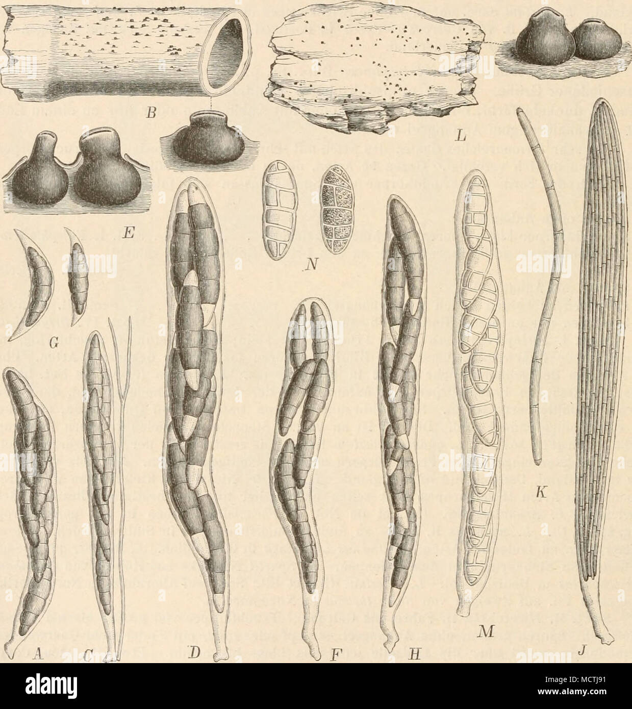 . Fig. 264. Un Lophiostoma cauUum (Fr.) de Not., Sclilaucli, stark vergr. - B, C (Artmdinis L..., B l'habitus des Pilzes und die, Fruclitkörper vergr. ; C mit Schlauch Paraphyse, stark vergr. - D L. macrostomum (Tode)., Schlauch, stark vergr. - E-6 L. insidiosum Desm., E, Fruchtkörper Schlanch vergr. ; F, stark vergr. ; 0 Sporen, stark vergr. - Dacryosporum B L., H. Fahre Schlauch, stark vergr. - Lophionema vermisporum J, K (Ell.) Sacc, J Schlauch, stark vergr. ; A' Spore, stark vergr. L Platystomum mictiloides - (Sacc.) Lindau, l'habitus des Pilzes und einige Frucht Banque D'Images