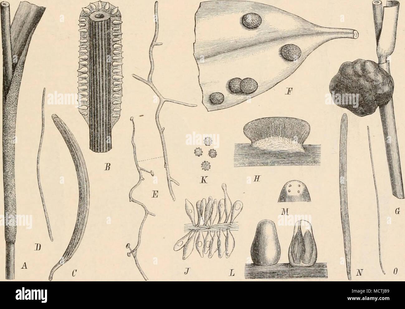 . Fig. 24.5. Un-e l'Epichloe typhina (Pers.) Tul. Un Habitus au Grashalmen, nat. Gr. ; b ein im Stroma, Längsschnitt vergr. ; C Schlauch (200|l) ; D Schlauchspore (200/1) keimende Schlauchsporen ; E (200|1). F - Hypocrella abnormis P. Henn. L'habitus. - Dussiella tuberiformis Ö-K (Berk. et Rav.) Pat. e l'habitus, nat. Gr. ; si tragendes im Querschnitt Conidien Stroma, vergr. ; J'onidienlagers inkl des C, stark vergr. ; K Conidien, stark vergr. - L-0 Oomijces carneo-albus (LIH.) Berk. et Br. L Stromates, vergr. Mündungen Fruchtkörper ; si der am Stromaseheitel, vergr. ; JV Schlauch, stark vergr. ; 0 Spore, Stark Banque D'Images