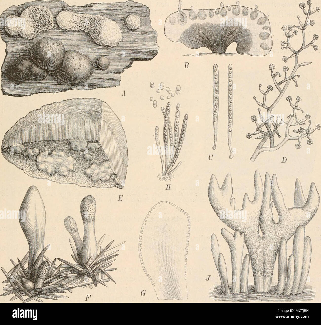 . Fig. 24:3. A-D Hijpocrea rufa (Pers.) frites. Un Stromates, natürl. Gr. ; b ein im Stroma yiiHr clinitt&gt;(20|1) ; CSchläuclie (i50/l);OConidientrri,ger (3S0/1). - EH. fungicola Karst. L'habitus des Pil/.es auf einem Polpporus-Stü.c'k, nat. Gr. - Podocrea ulutacea F-H (Pers.) Sacc. F L'habitus des Pilzes, nat. Gr. ; G Längsschnitt durch ein Stroma (4/1) ; H Schläuche und Sporen (380/1). - J P. Cornu-damae (Pat.) Lindau. L'habitus des Pilzes (1/2). (A, B, D-H nach Tuiasne ; C nach Brefeld ; J nach Patouillard ; f original.) 46. Hypocreopsis Karst. [Dozi/un Karst.) Slroma lappig, fleischig, ausgedehnt, ober- Banque D'Images
