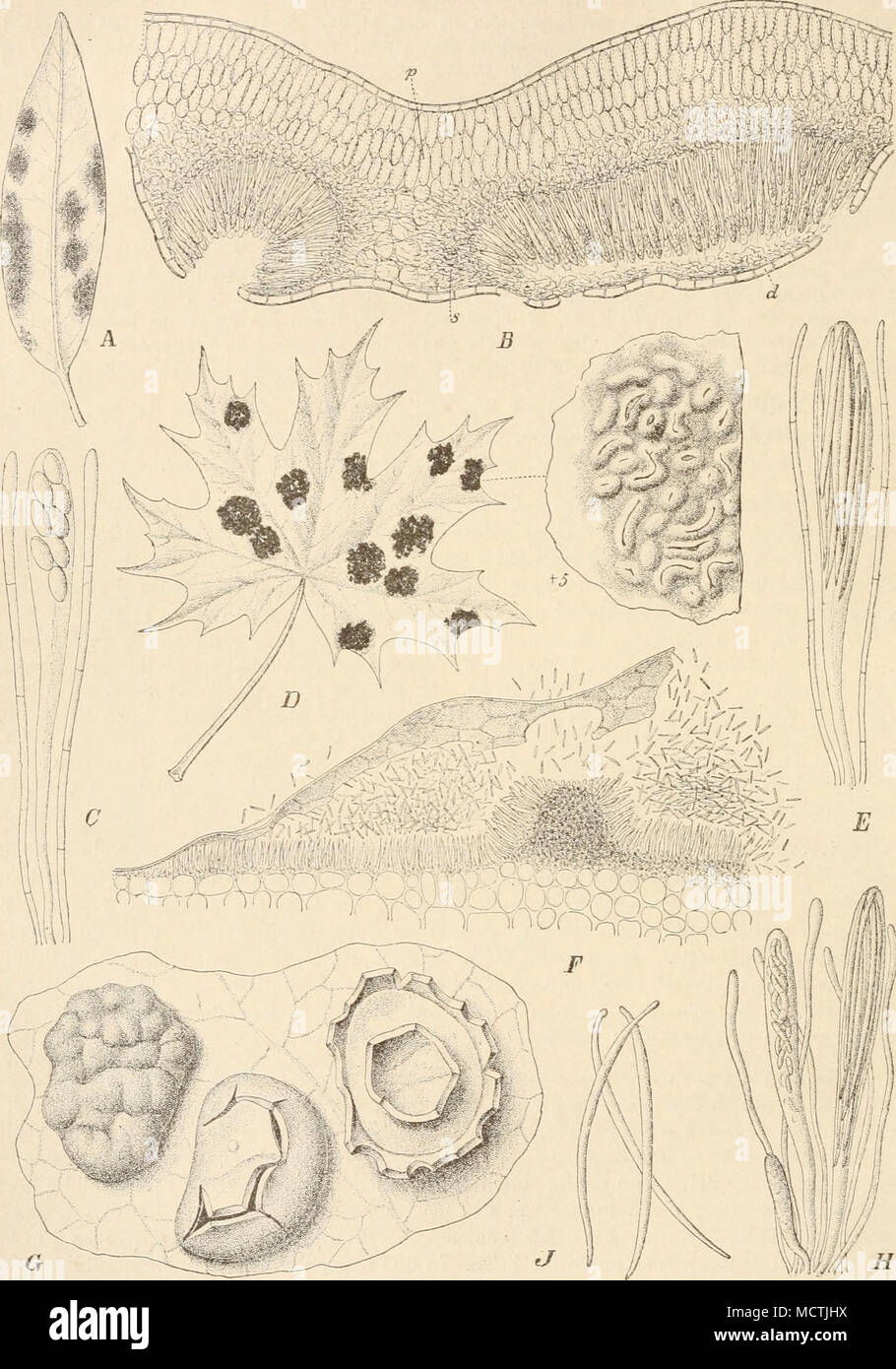 . Fig. l'J3. Ä-C PieudorhjiUsma Bistortae (DC.) Juel. Un Hubitiis, nat. Gr. ; B Querschnitt durch eia B. von Poly- gonum Bistorta mit 2 Ladern des Pilzes von, das eine noch nicht en völlig ist reif, Palissadenparenchj p'in des B., s Pilzes des sclérotes, d deckende Schicht des Sclerotiums, die mit der épiderme abgehohen wird (bü/1) ; C (Paraphysen mit Schlauch G50/1). - Bhytisma aceriimm D-F (Pers.) Fr. D'habitus des Pilzes, nat. Gr., Stromastück Fruchtkörpern ein und mit, vergr. : E Schlauch mit Paraphysen ; F Stück einer C'onidienlagers (ca. 3S0/1). G-J B. salicinnm (Pers.) frites. G l'habitus Banque D'Images