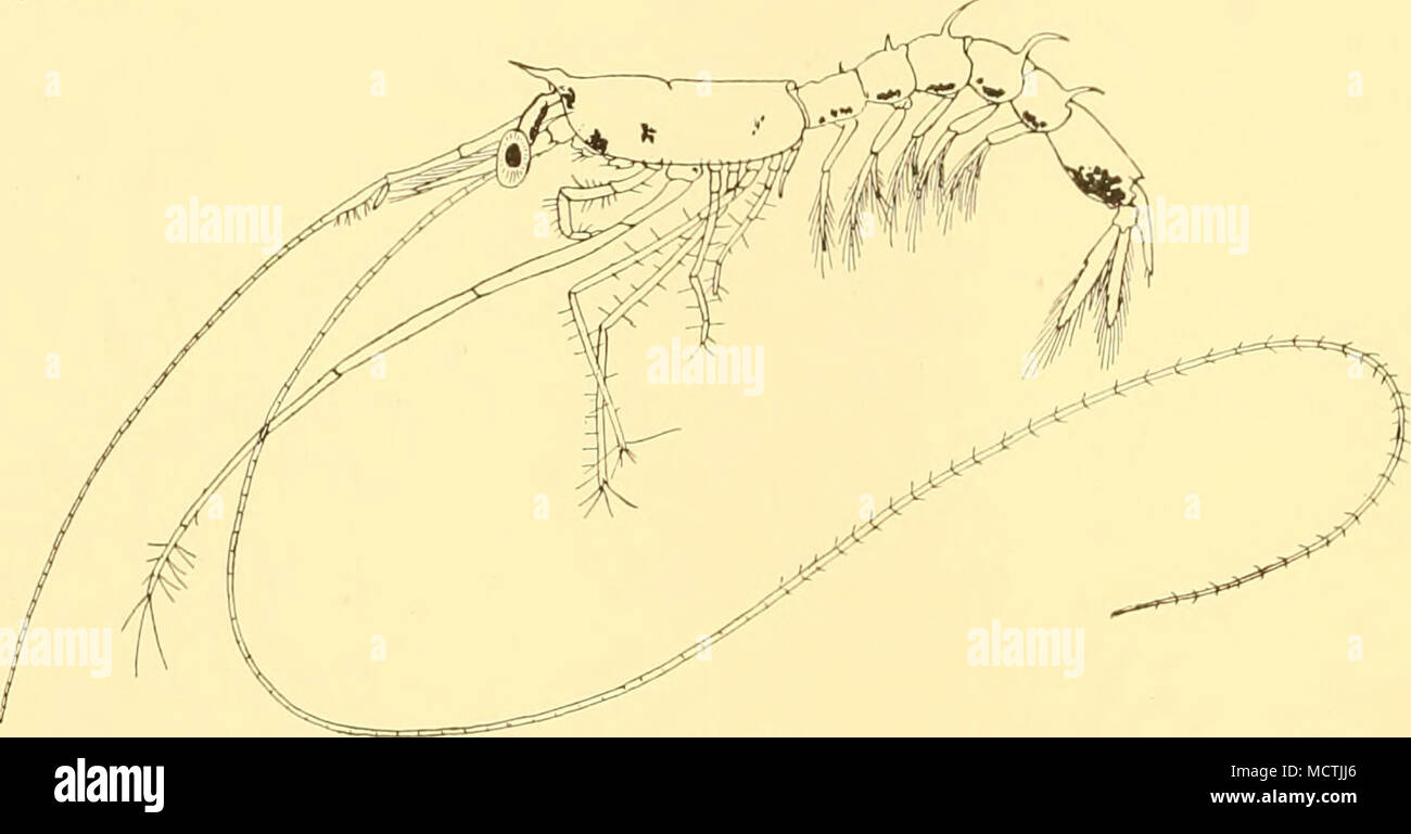 . Fig. 55. S. armatus. Mastigopus, 12 mm. Sergestes edwardsi Kroyer Hansen, 1922, p. 185, Mastigopus. Illig, 1927, p. 324, et Mastigopus Acanthosoma 2. Matériel. Cette espèce n'a pas prises sur les Bermudes. Les descriptions suivantes sont à partir d'échantillons prélevés à des stations de découverte 701, 702, 703, 704, 705, 706, 708, du 14° 39' N, 25° 57' W à 10° 26' S, 34° 57' O. Description. Elaphocaris (Fig. 56 a, b). Un Elaphocaris dans étape 2 prises à la station 704 appartient probablement à cette espèce. Il ressemble de très près S. vigilax. Longueur i -00 mm. Tribune brisée. Tribune avec deux et quatre paires ventral médian Banque D'Images