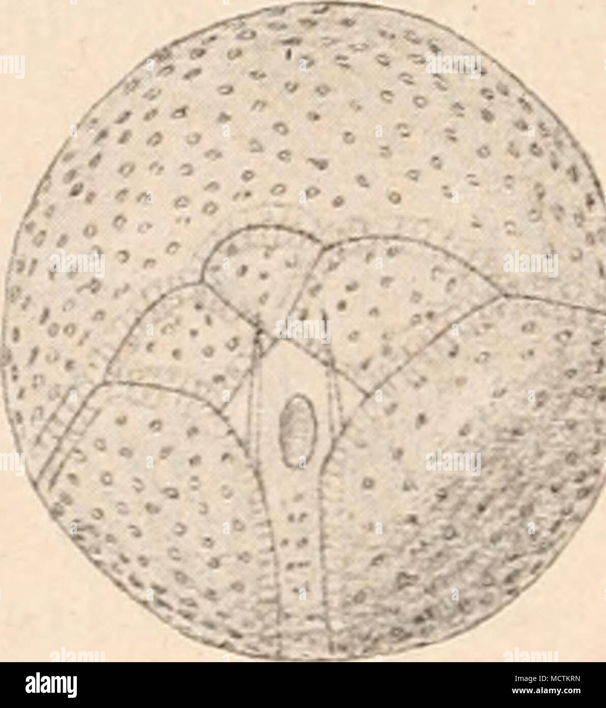 Fig 34 1 B Blepharocysta Ehrenl J A Naris Une Ventrale Ga Rtelansicht Schalenansicht B Hintere A C B Striata Schutt 500 1 A U C Original B Nach Stein 3 Ceratieae Oxytoxinae