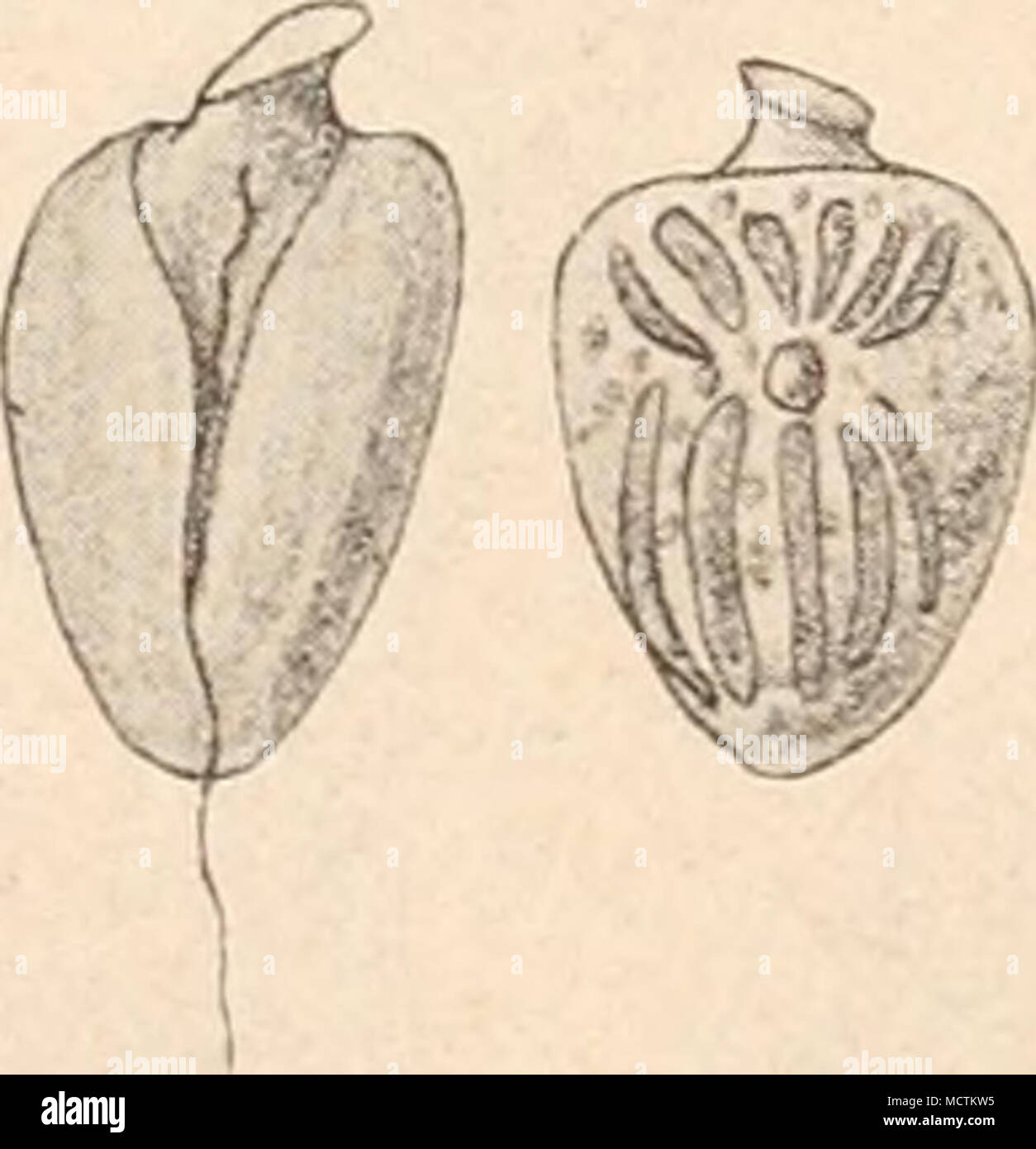 Stein Ei Banque D Image Et Photos Alamy