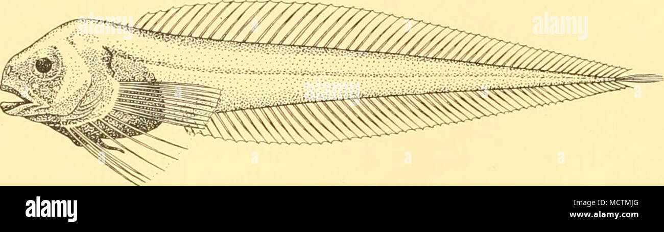 . Fig. 56. Paraliparis gracilis. Holotype. x ij. Plaque de cuisson. Géorgie du Sud et du voisinage. L'holotype de l'espèce, 70 mm. de longueur totale, est de 53° 48' 00" N, 35° 37' 3°» ^^' 72 mètres. Les autres espèces antarctiques sont P. antarcticus, Regan [ ?  = P. zvildi, Waite] ; et P. terrae-novae, Regan. J'ai donné une clé pour ces espèces dans mon rapport sur les poissons océaniques (1930, c.-à-d., p. 352). Lonnberg Careproctus georgianus,. Lonnberg Careproctus georgianus, 1905, Wiss. Ergebn. Schwed. . Siidpol-Exped., v (6), p. 41, pi. iii, fig. II ; Burke, 1930, Bull. Nat des États-Unis. Mas., CL, p. 122. MS 68 St. Banque D'Images