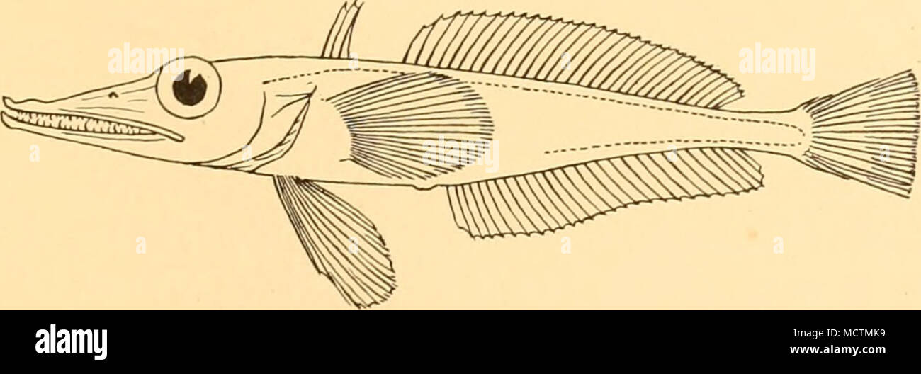 . Fig. 46. Dacodraco hunteri. Holotype. x . (Après Waite.) Ah. Wilhelm Land ( ?) ; Queen Mary Land, 610 mètres. Connu seulement à partir de 2 spécimens, les deux obtenus par l 'Aurora' off ice- Shackleton shelf (65° 6' s, 96° 13' E). Le type a été de 211 mm. de longueur totale. L'échantillon de 69 mm., identifiés par Pappenheim comme Pagetodes antarcticus, à partir de la station d'hiver de la '' de Gauss, appartient peut-être ici. Banque D'Images