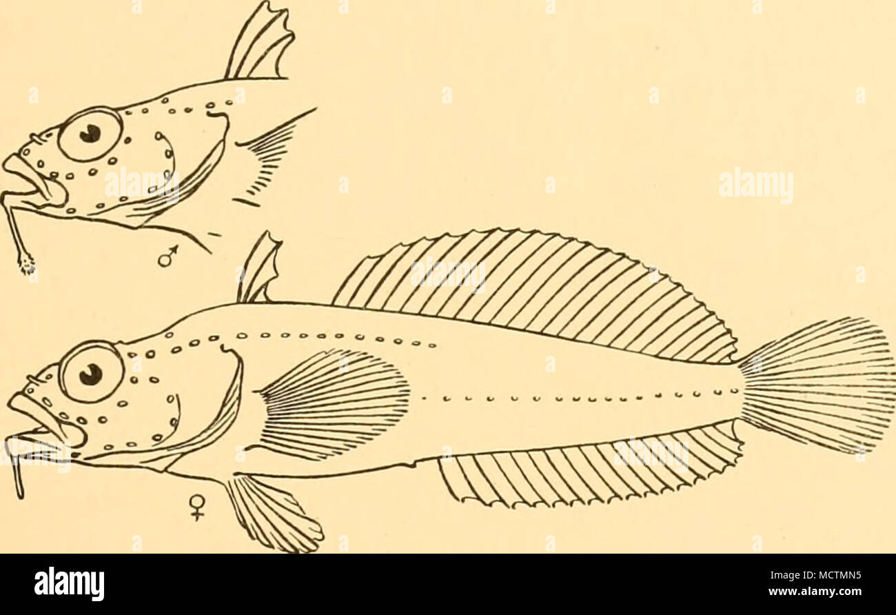 . Fig. 27. Les menthes Artedidraco, x i. Hab. La Géorgie du Sud. Cette espèce a été décrite à partir de 4 spécimens, 40 à 92 mm. de longueur sans la nageoire caudale, l'Antarctique et de la baie de Cumberland Bay, à des profondeurs variant de 22 à 250 mètres. Il n'était pas représentée dans le British Museum collection. Artedidraco orianae, Regan. Artedidraco orianae, Regan, 1914, Ann. Mag. Nat. Hist., (8) xiii, p. 12 ; 1914, Rép. brit. Antarct. ('' Terra Nova) Exped., 1910, Zool. i (i), p. 7, pi. vi, fig. 2. Profondeur de 5 à 51 corps dans la longueur, longueur de la tête 2f à 3. Diamètre de eye 3I, largeur interorbitale 10 Banque D'Images