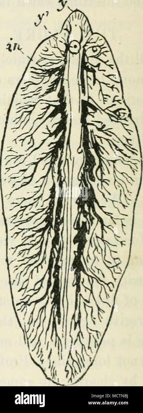 . Fig. 57.* Fig. 58. Fig. (57) Après que Thomas représente un spécimen qui est arrivé jusqu'à un tiers de sa pleine croissance. En face la ventouse orale est perçue, et derrière elle la ventouse ventrale. La forme de la fluke est ici considérée, l'animal la bcin^ amplifiés de manière à être environ sept fois et demi sa taille réelle. Fig. (58) Après que Thomas est grossie deux diamètres. Il représente la diges- tion du système. Y est la ventouse orale, y' la ventouse ventrale. Dans l'intestin ramifié.. sel, on mélange bien avec les trois-quarts d'une pinte d'eau, pour trois ou quatre matins où les malheureux animaux. le jeûne d'arc L'effic Banque D'Images