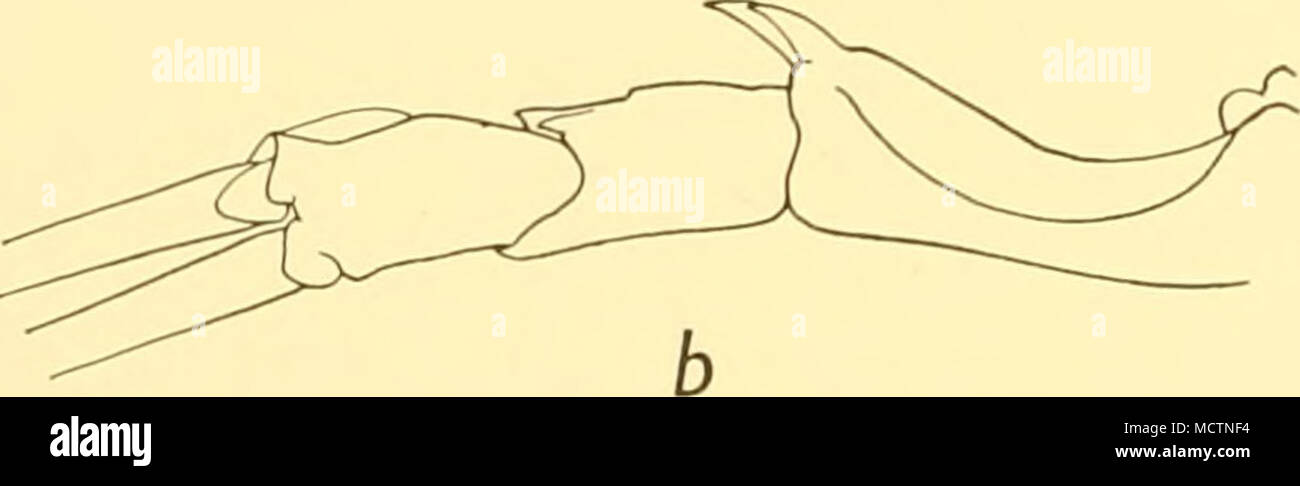 . Fig. 24. E. similis. a, partie avant de carapace et premier segment d'antennules de ci-dessus, x 19. antennular b, à gauche du côté du pédoncule, x 14. c, var. armata montrant le degré de développement du processus sur le troisième segment abdominal en cinq individus, x 14. Banque D'Images