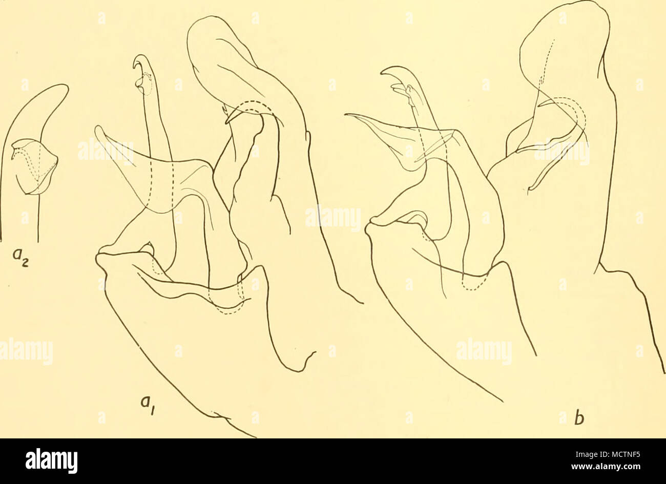 . Fig. 25. E. similis. ai, et intérieur de lobe médian gauche l'organe copulateur mâle de par derrière, x 67. a 2, de la projection de dessin élargie vers la fin de la procédure, à partir de la borne à l'avant, b, var. armata, organe copulateur mâle de gauche, x 67. Banque D'Images