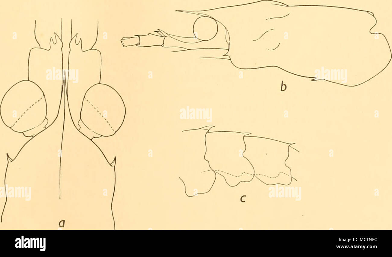 . Fig. 23. E. tiiacantha. a, partie avant de carapace et premier segment d'antennules de ci-dessus, x 12. b, cara- pace et antennular du côté du pédoncule, x 6. c, troisième à cinquième segments abdominaux par le côté, x 6. Banque D'Images