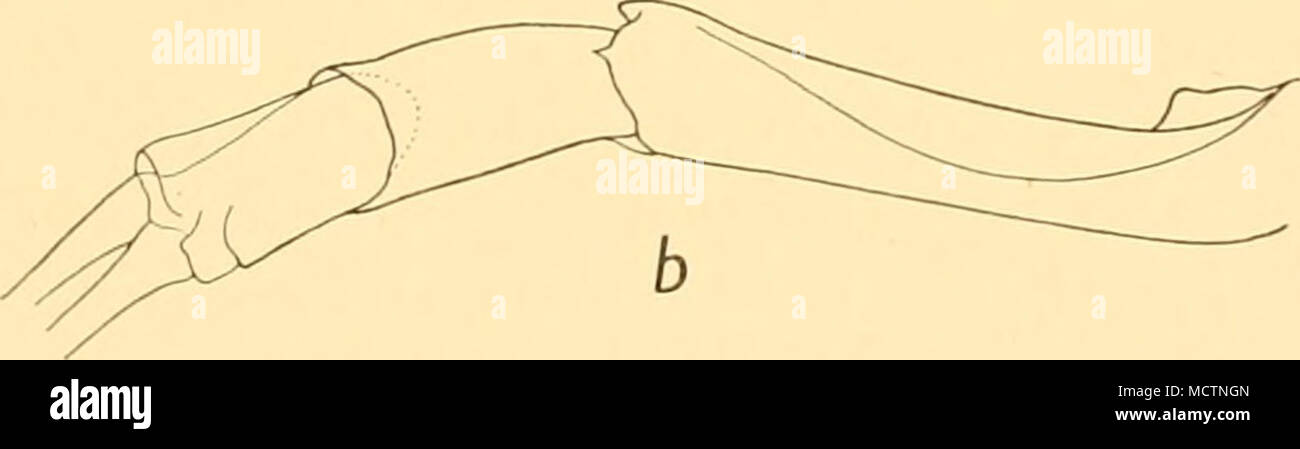. Fig. 17. E. crystallorophias. a, partie avant de carapace et premiers segments d'antennules de ci-dessus, x 12. antennular b, à gauche du côté du pédoncule, x 14. Du point de fixation, le talon étant libre sur l'extérieur ; dans siiperba E. la partie basale du processus est presque plié à angle droit par rapport à la partie distale. Le processus d'E. crystallorophias terminal est plus droite et sa base mais peu plus large que le reste ; mais il y a sur le côté extérieur, près de la base et se dirigeant de nouveau vers elle, une protubérance émoussé. La fin du processus est divisé en deux parties inégales. Ce qui Banque D'Images