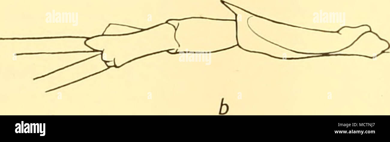 . Fig. 7. E. liicens. a, partie avant de carapace et premier segment d'antennules de ci-dessus, x 18. antennular b, à gauche du côté du pédoncule, x 18. Processus TERMINAL Banque D'Images