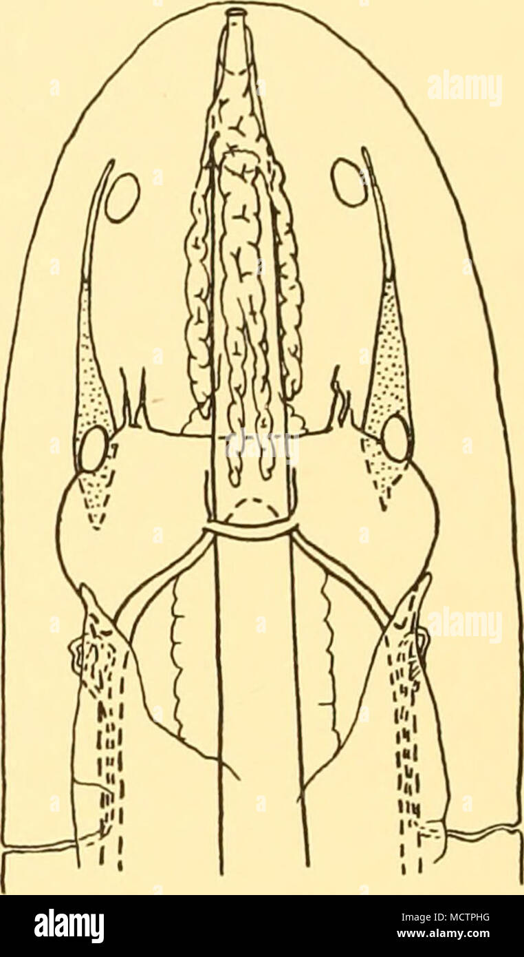 . Fig. 48. Georgiatmm Tetrastemma, Burger. Reconstruction graphique de la tête et extrémité antérieure de l'Tetrastemma gulliveri, Burger, 1893 (Planche XVI, figs. 11, 17, fig. 49). Cette espèce a été décrite et esquissé à différents moments dans les nations unies- N 10 et N 14, mais des formes intermédiaires ont montré plus tard que la différence réside dans la taille du corps et la clarté de ses inscriptions. L'enquête subséquente de l'armature s'est révélé l'identité. Trente-quatre animaux ont été examinés dans la vie, et de l'application des articles suivants du seul spécimen a été trié de la collection : 144, St. Banque D'Images