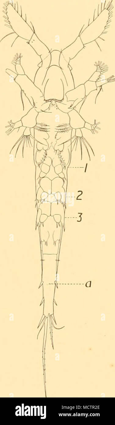 . F'g- 3- fig- 4- Rhincahinus cornutus, stades nauplius. Fig- 5- Fig. 3. Stade V, vue latérale. Fig. 4. Stade VI, vue latérale. Fig. 5. Stade VI, vue ventrale. 1, 2, 3 indiquent les lignes de séparation entre les somites dorsalement. a, position de l'anus. Antennules (Fig. 2 A) avec quatre soies apicales, esthète sans ; les segments 1 et 2 non clairement articulées, chacune avec un petit seta à la fin. La seta du segment 1 est très petit, et ni à cela, ni à un stade ultérieur, a proximité du seta été vu sur le segment 2, bien que deux soies sur ce segment est la règle chez les copépodes. Antenne avec de grands processus molaire sur le co Banque D'Images
